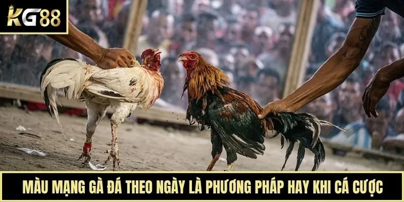 Màu mạng gà đá theo ngày là phương pháp hay khi cá cược