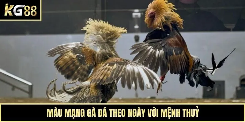 Màu mạng gà đá theo ngày với mệnh Thuỷ