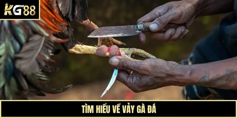 Tìm hiểu về vảy gà đá